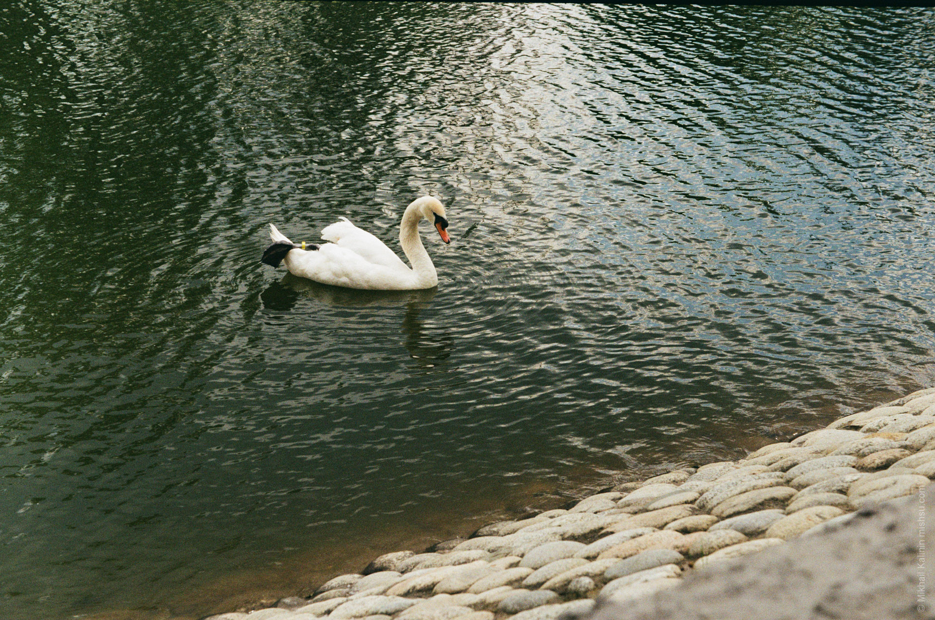 A swan