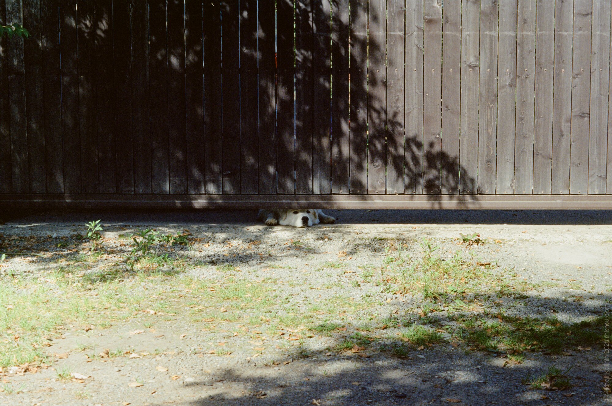 A dog in the middle of ...