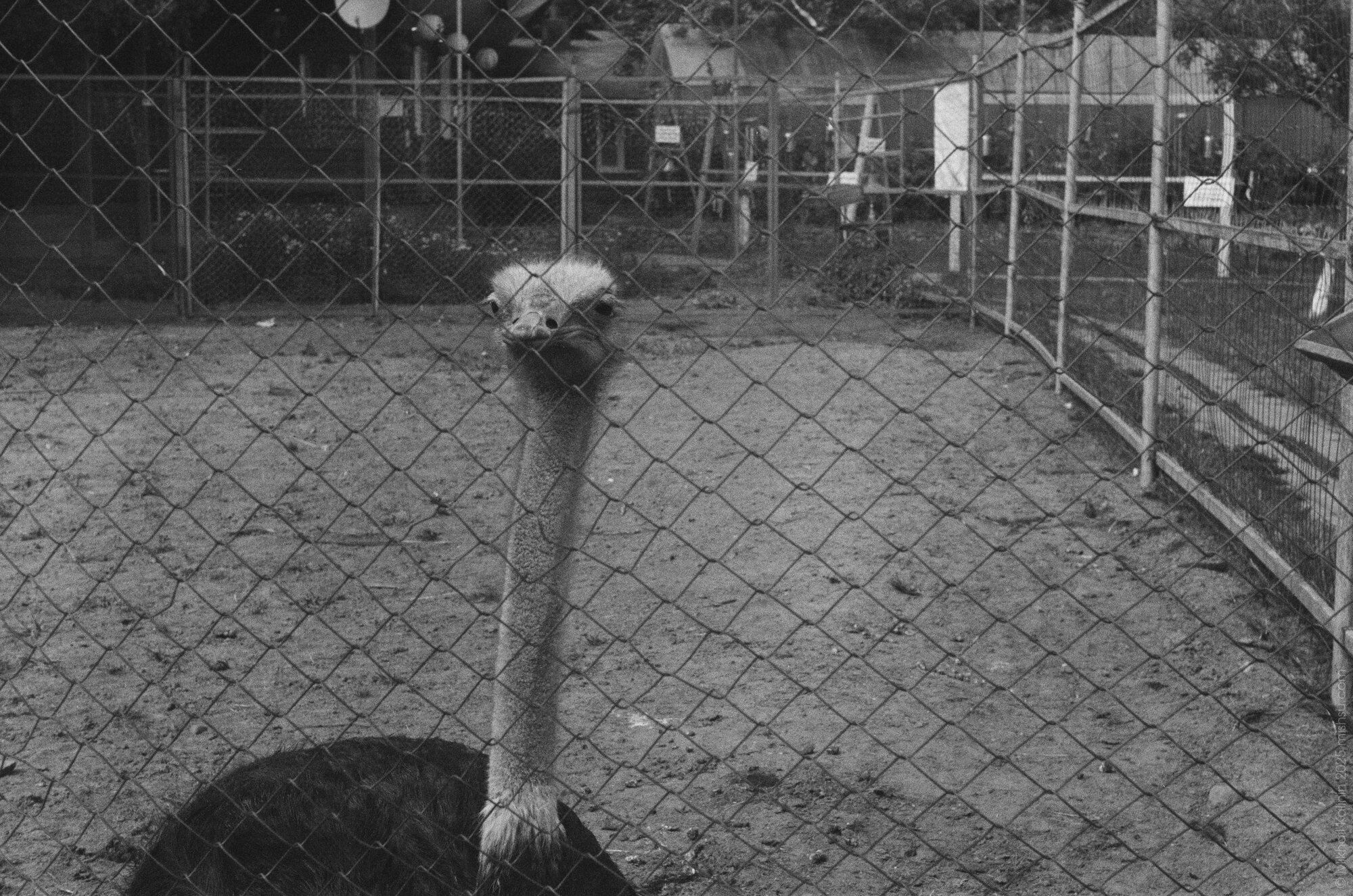 Interested ostrich