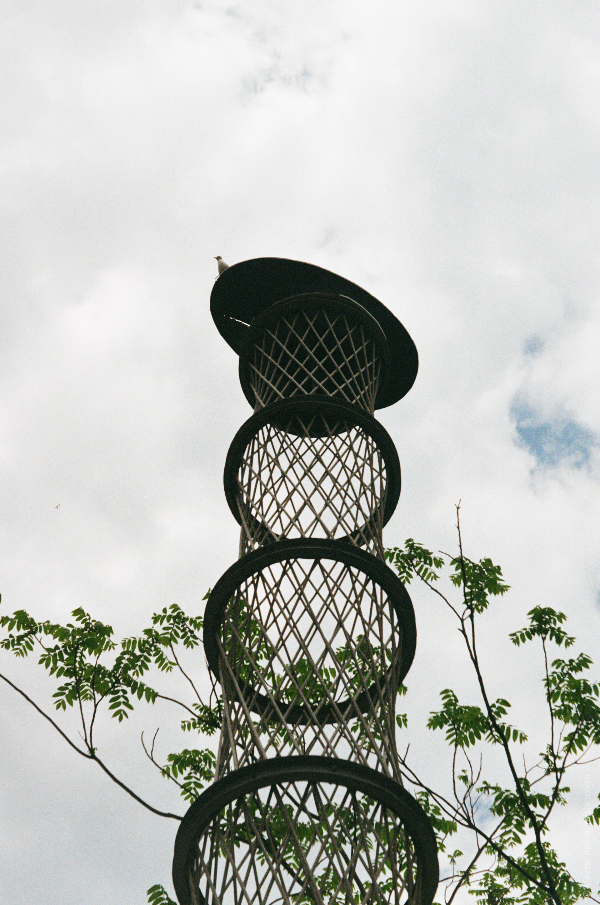 A bird at the very top