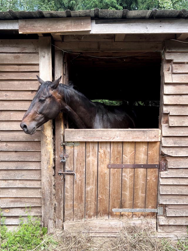 A Horse
