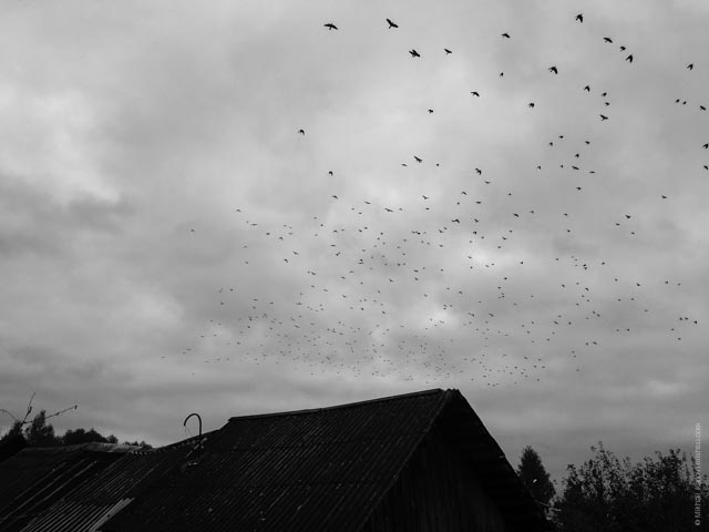Autumn Birds, Tver