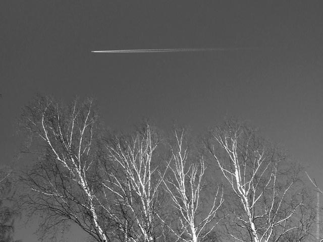 Birches