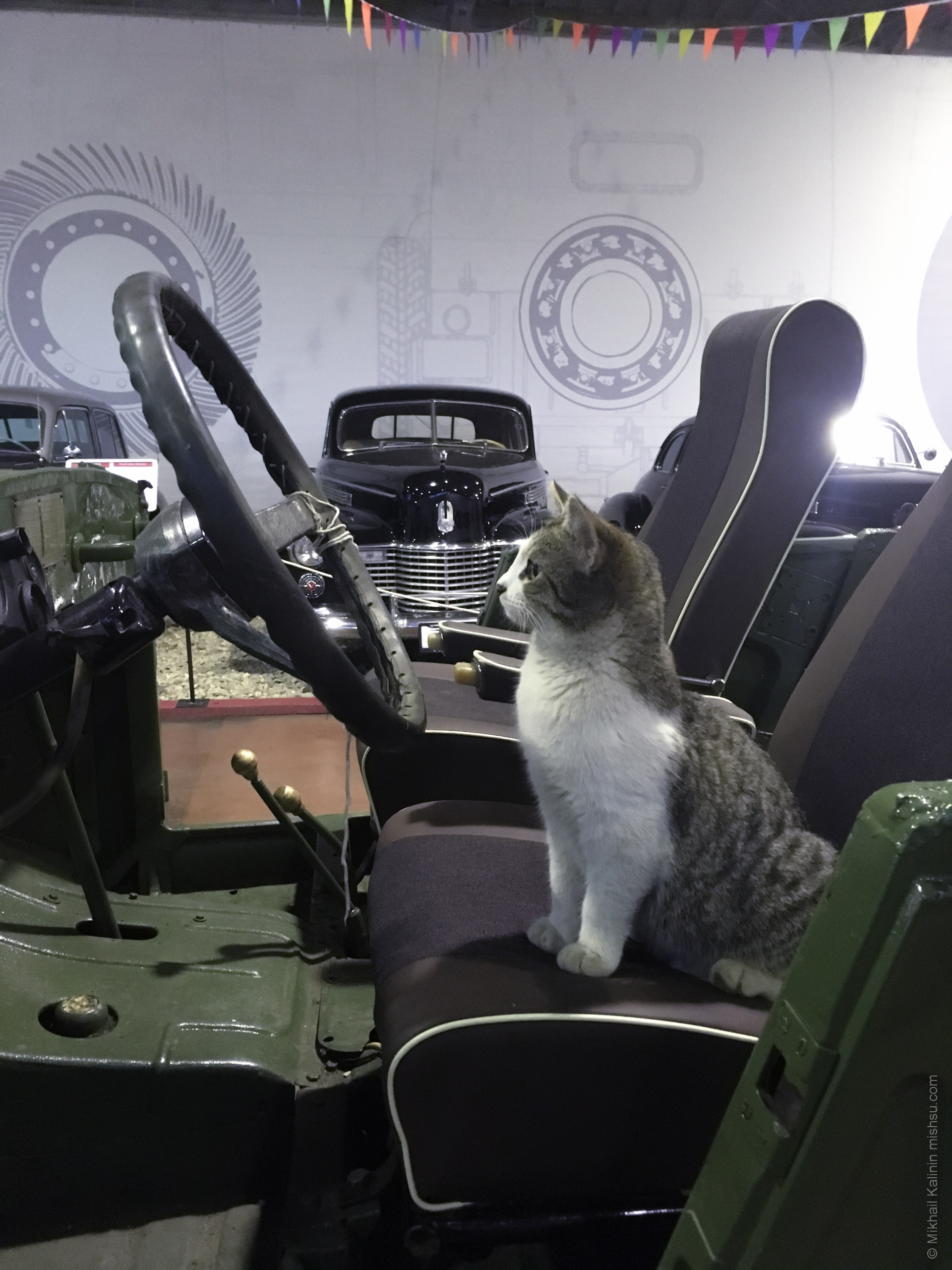 Cat the driver