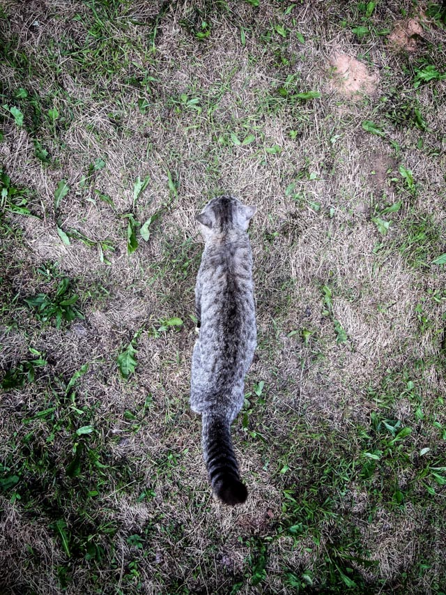Just a cat